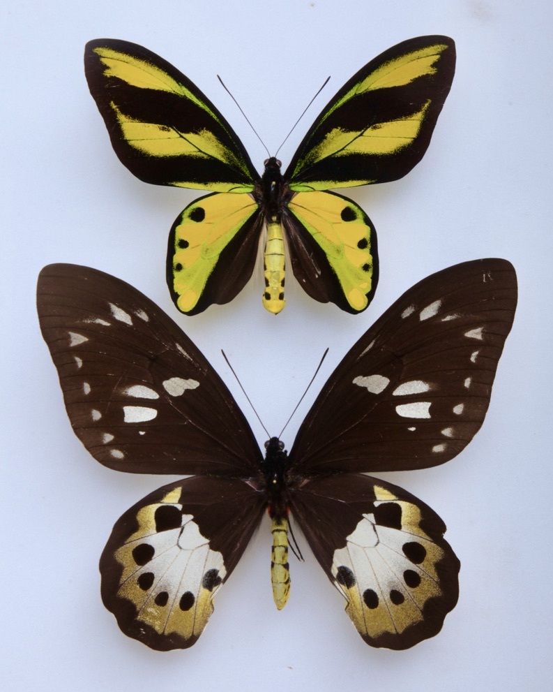 Yahoo!オークション - 外国産蝶標本 チトヌストリバネアゲハ t. misre