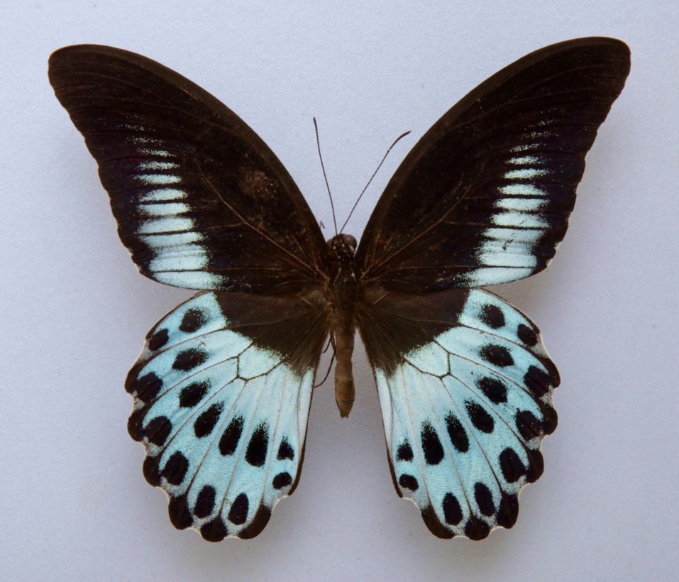 Yahoo!オークション - 外国産蝶標本 テンジクアゲハ A-♂ インド 産