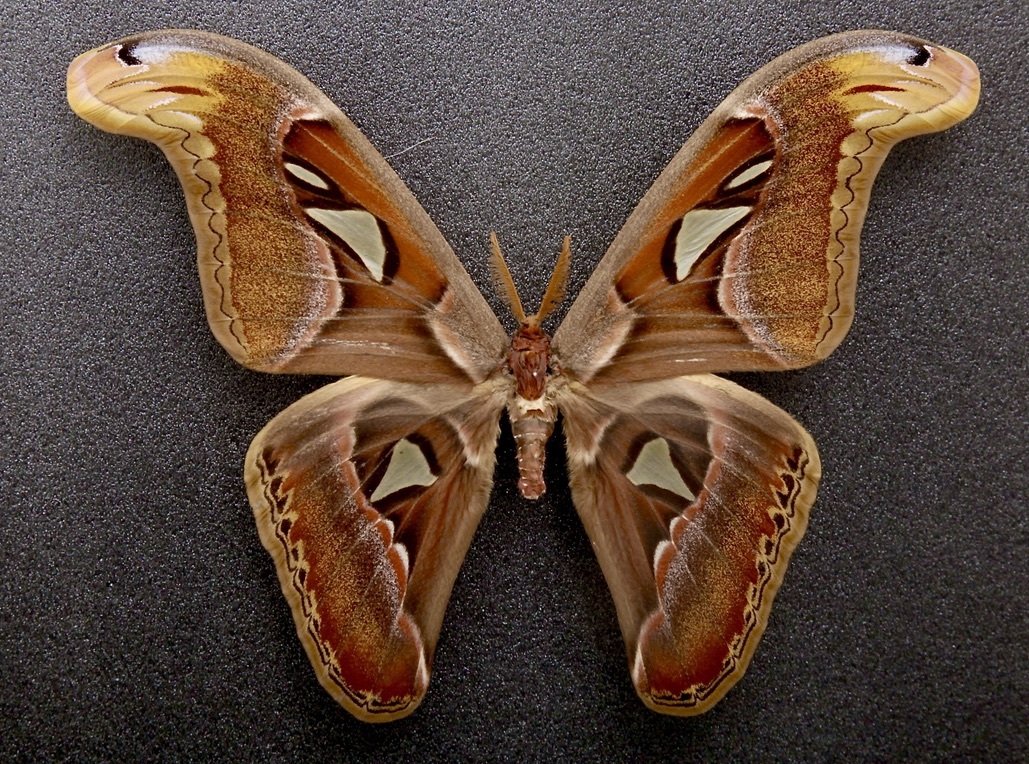 Yahoo!オークション - 外国産蛾標本 ヨナグニサン A-Pair バリ島 イン