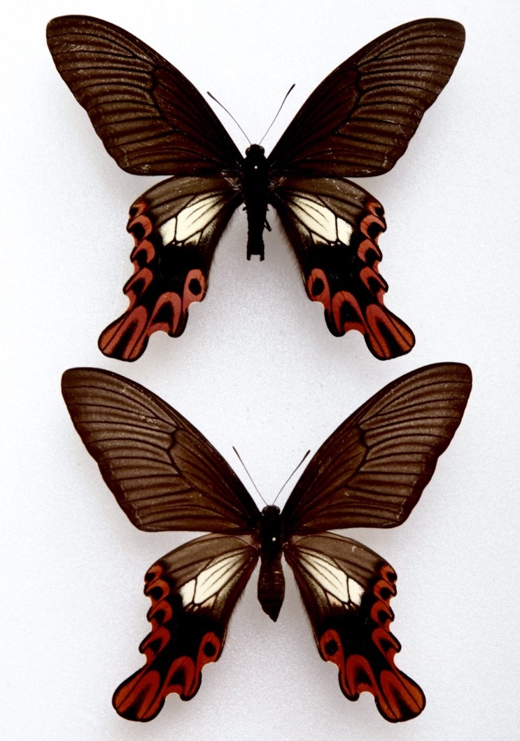 Yahoo!オークション - 外国産蝶標本 タイワンフトオアゲハ Apair 台湾