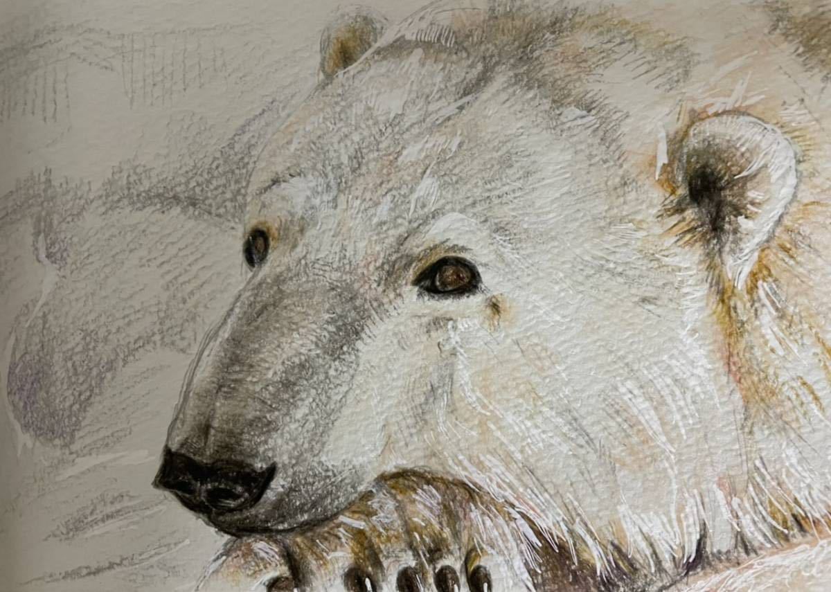 色鉛筆画 シロクマ しろくま 白熊 ポストカード 原画｜Yahoo!フリマ