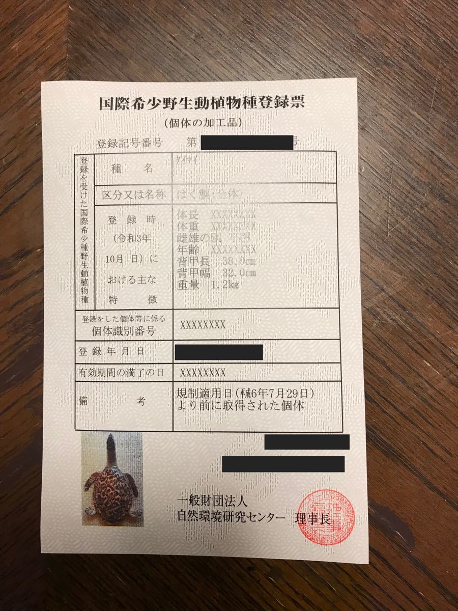 希少・激レア】ウミガメの剥製(タイマイ)剥製 鼈甲(べっこう・べっ甲