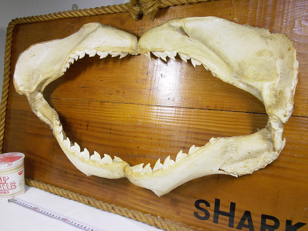 Yahoo!オークション - イタチザメ 顎骨 骨格標本 歯 鮫 シャーク ジョ