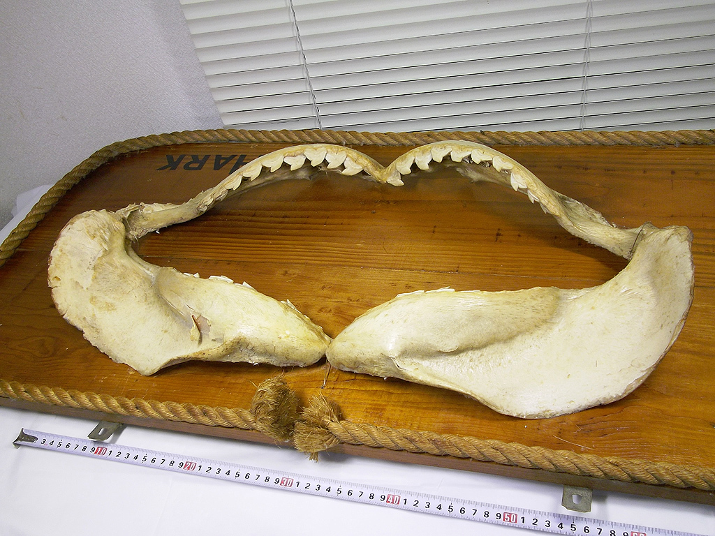 Yahoo!オークション - イタチザメ 顎骨 骨格標本 歯 鮫 シャーク ジョ