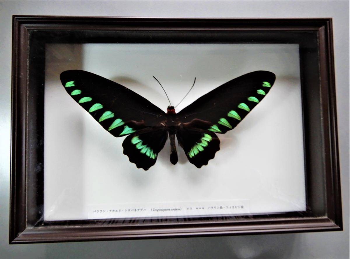 Yahoo!オークション - パラワンアカエリトリバネアゲハ♂蝶 標本