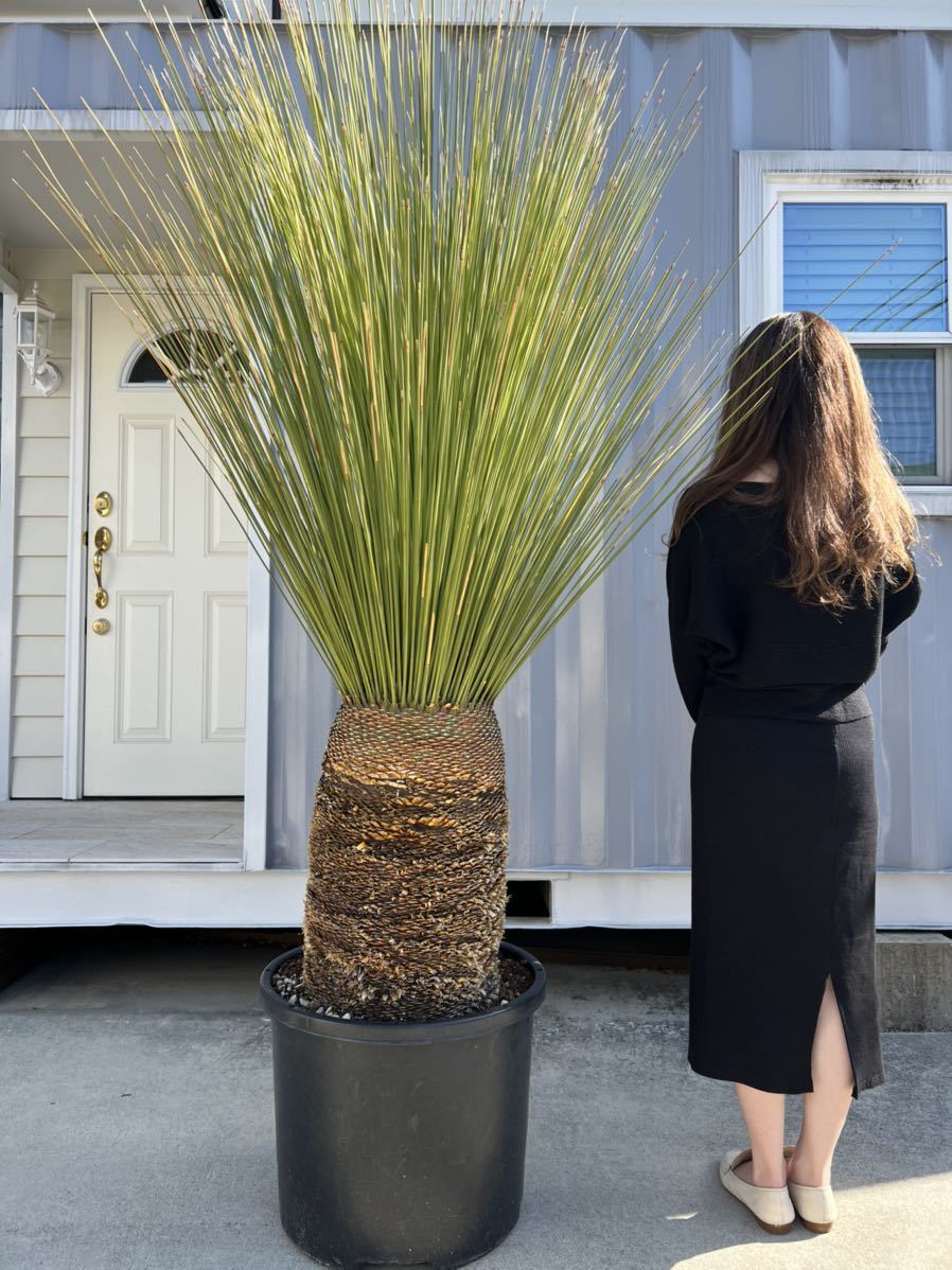 Yahoo!オークション - ダシリリオン ロンギシマム