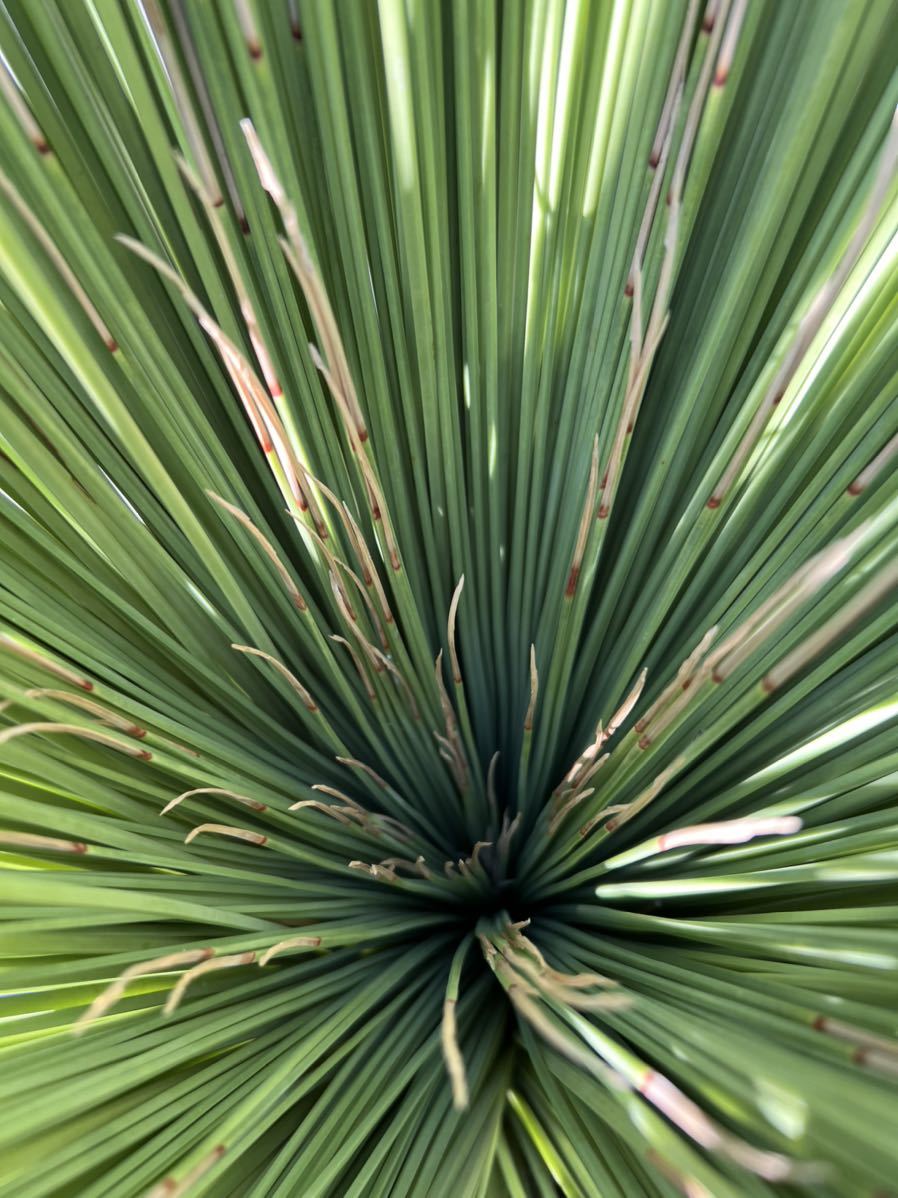 Yahoo!オークション - ダシリリオン ロンギシマム