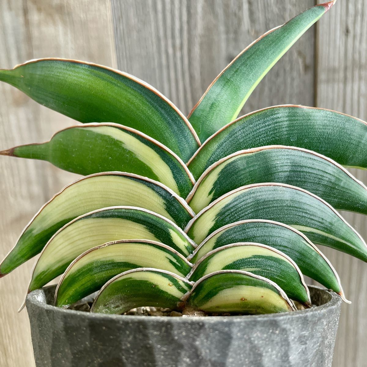 Yahoo!オークション - サンスベリア ロリダ 斑入り 希少 極上株 特選