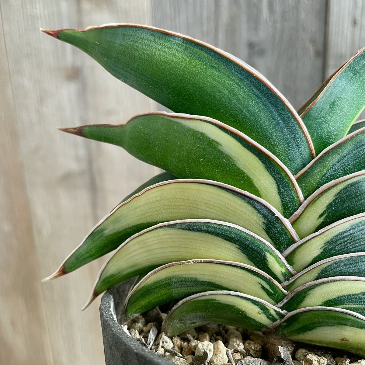 Yahoo!オークション - サンスベリア ロリダ 斑入り 希少 極上株 特選