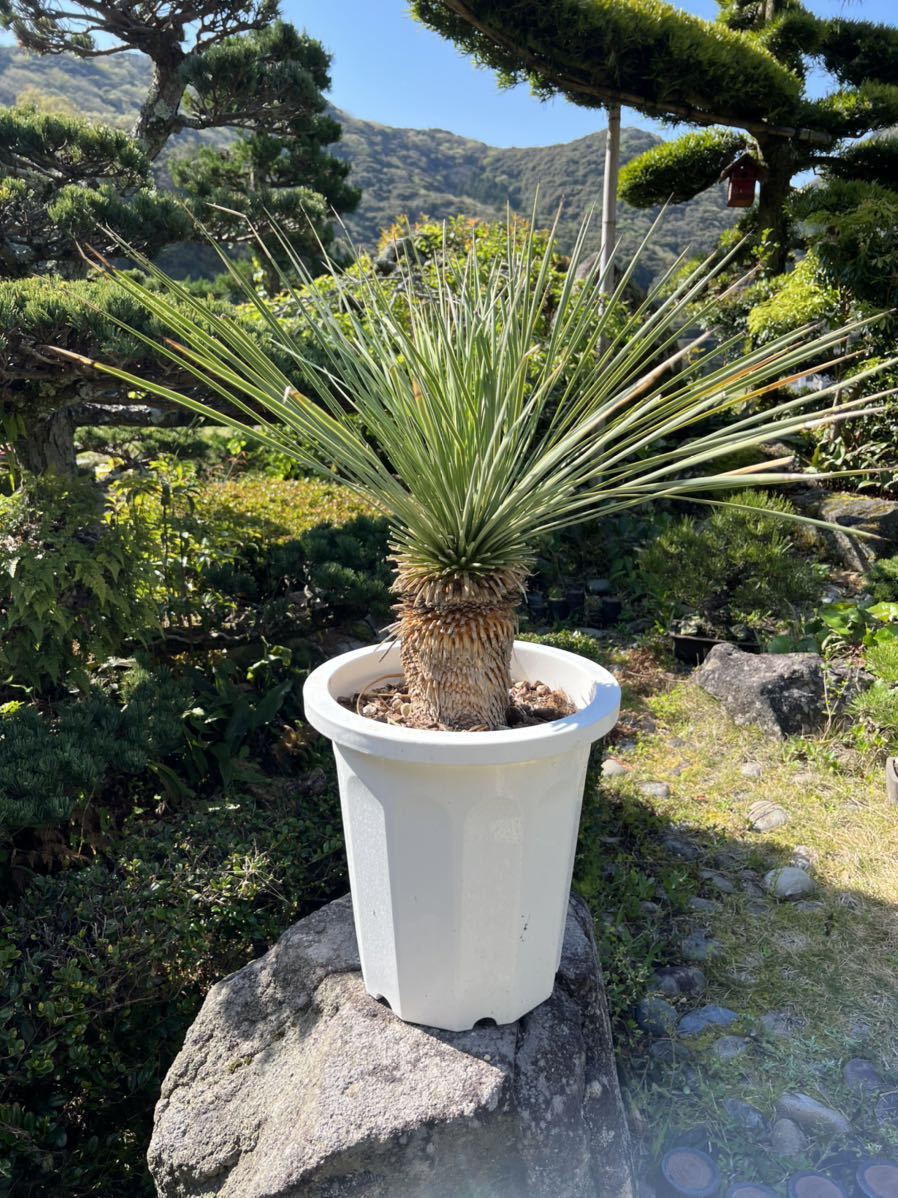 ユッカ アロイフォリア【A】 極太 曲がり 個性的 ドライガーデン