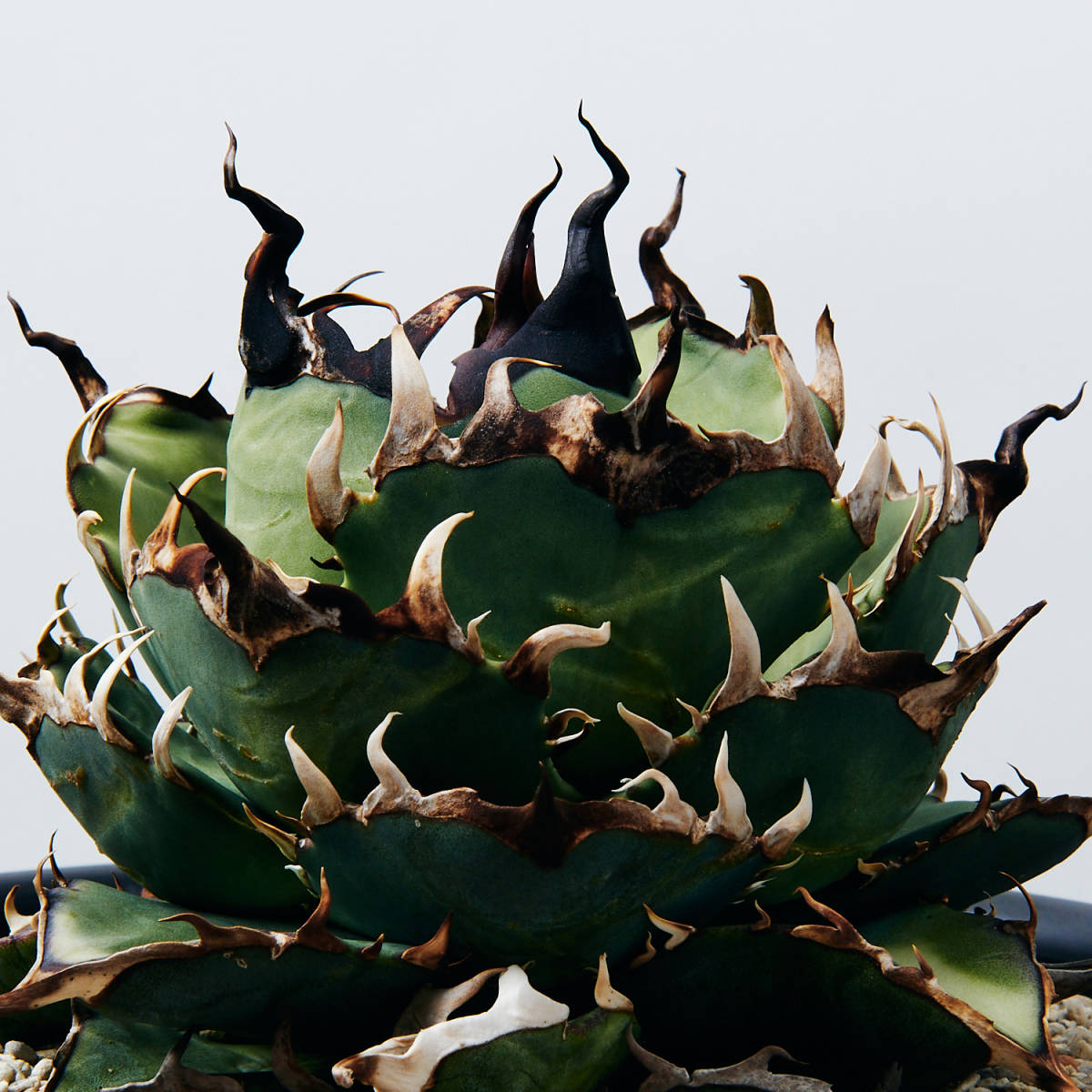 Yahoo!オークション - 極上特選株 アガベ チタノタ ハデス 陽炎棘 Agav