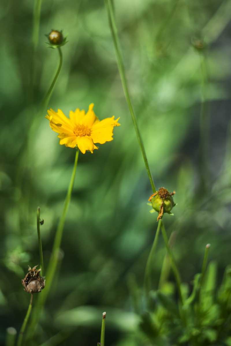 LOMO Helios-92 92mm f2 オールドレンズ 単焦点 2 ゼブラ LOMO Helios