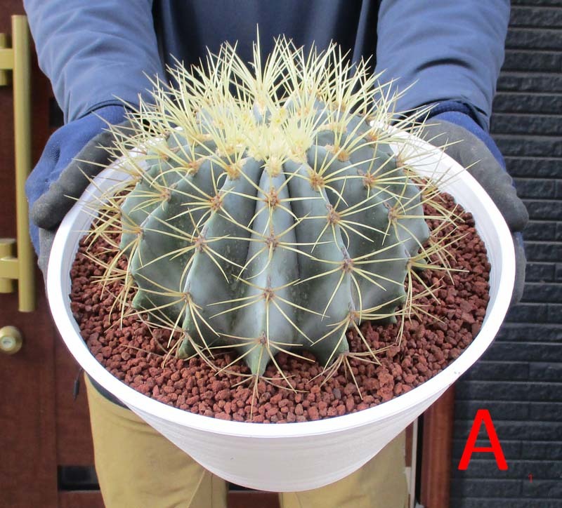 Yahoo!オークション - 【現品】サボテン・王冠竜 フェロカクタス（おう