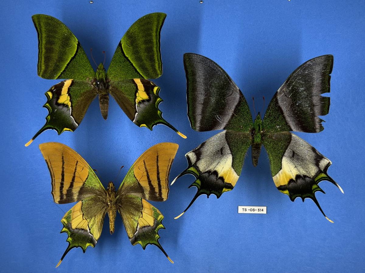 Yahoo!オークション - 外国産蝶標本 テングアゲハ A' 1Pair＋1♂裏