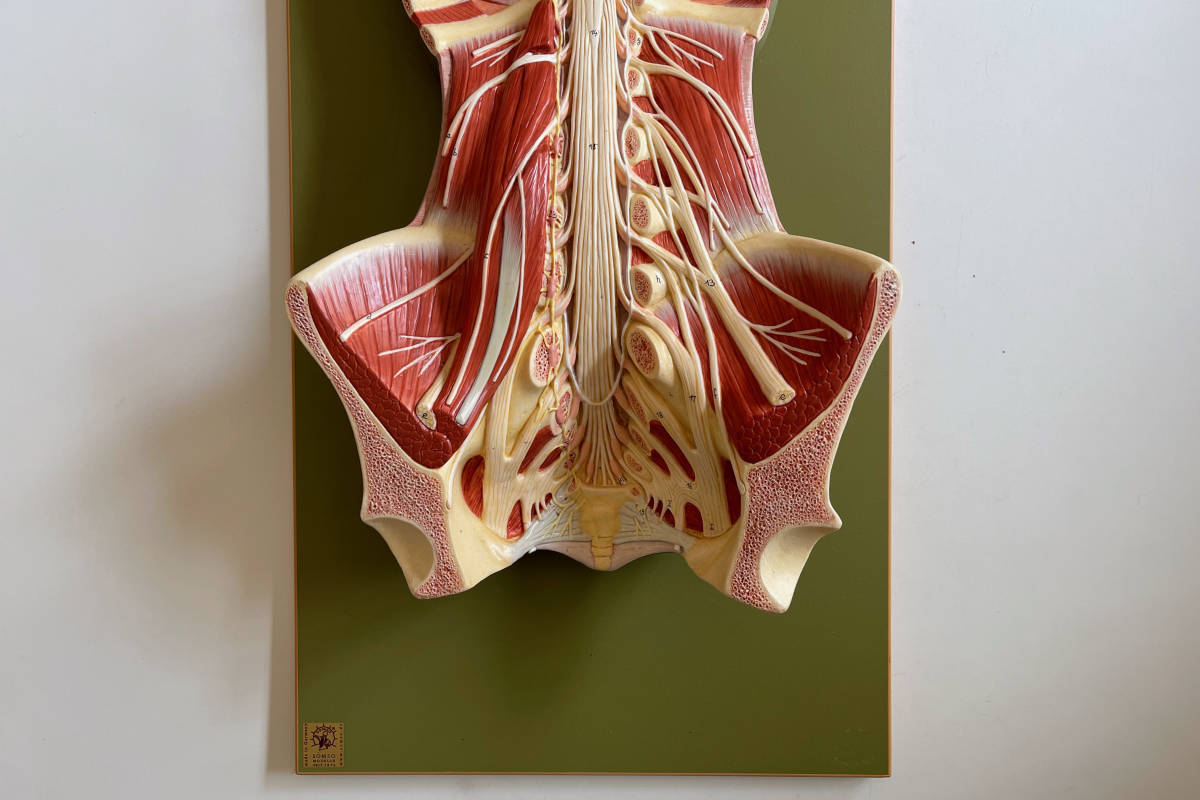 Yahoo!オークション - 『SOMSO』脊髄と脊髄管模型 人体模型 構造 解剖