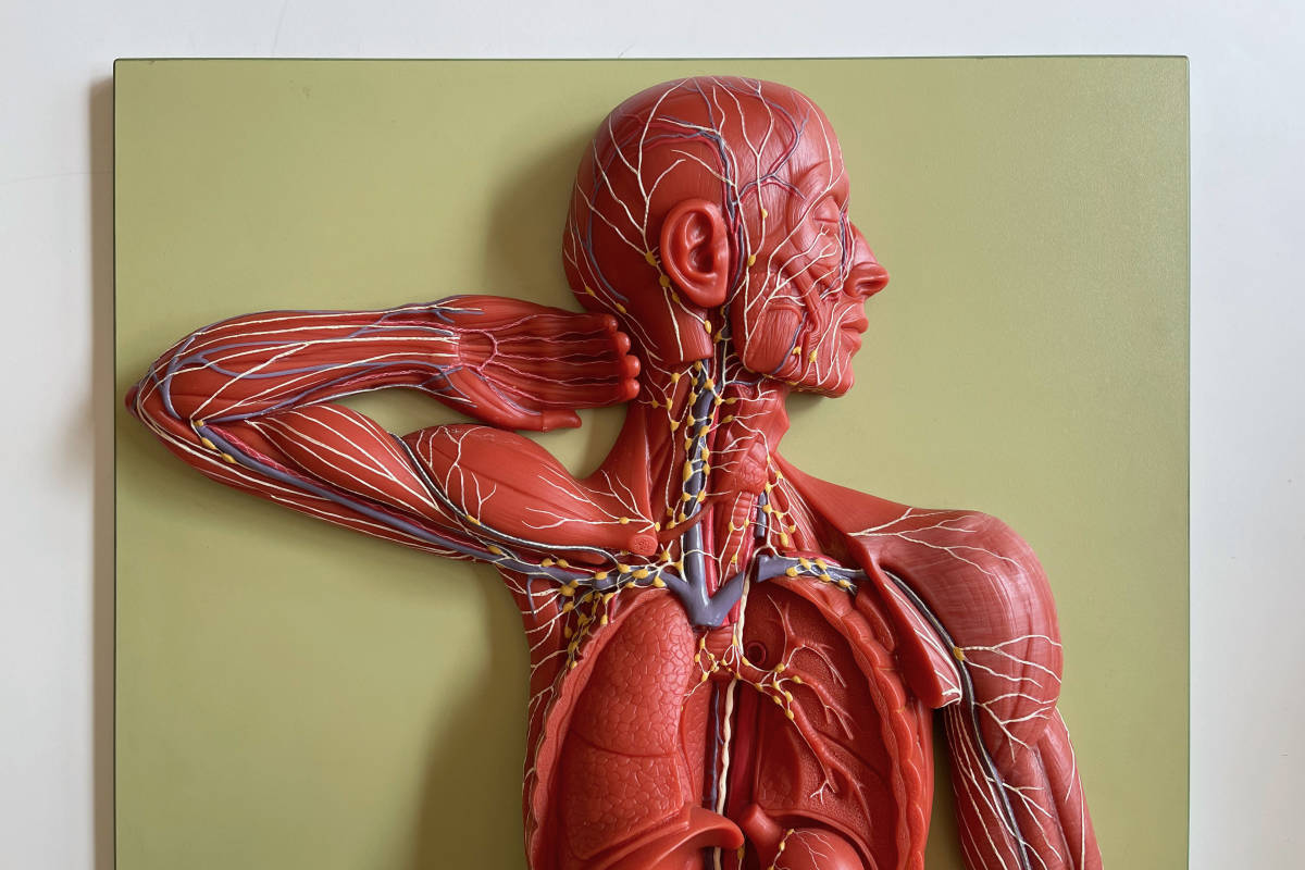 Yahoo!オークション - 『SOMSO』リンパ系模型 人体模型 構造 解剖 ドイ