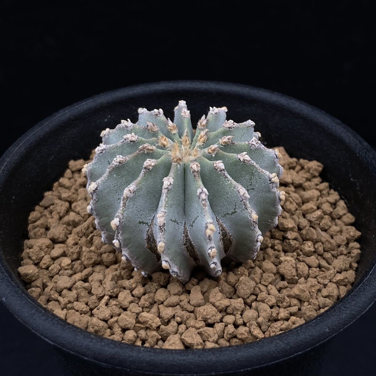 Yahoo!オークション - σ ゲオヒントニア メキシカーナ 実生 2.5号 Geo