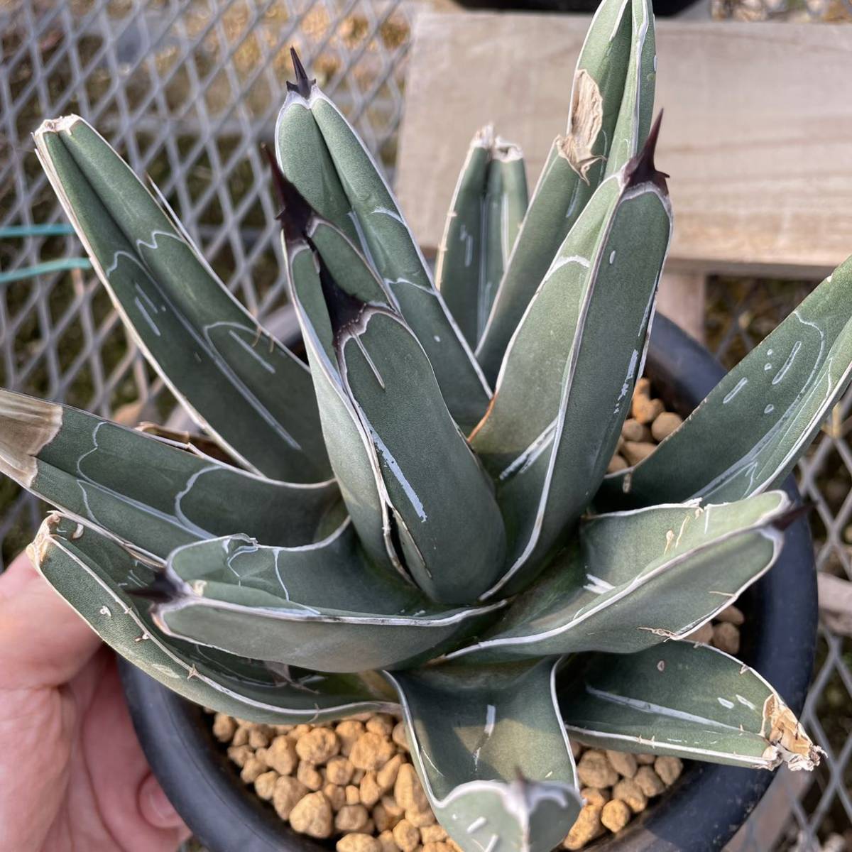 Yahoo!オークション - アガベ ニッケルシー フェルナンディ 笹吹雪(ビ