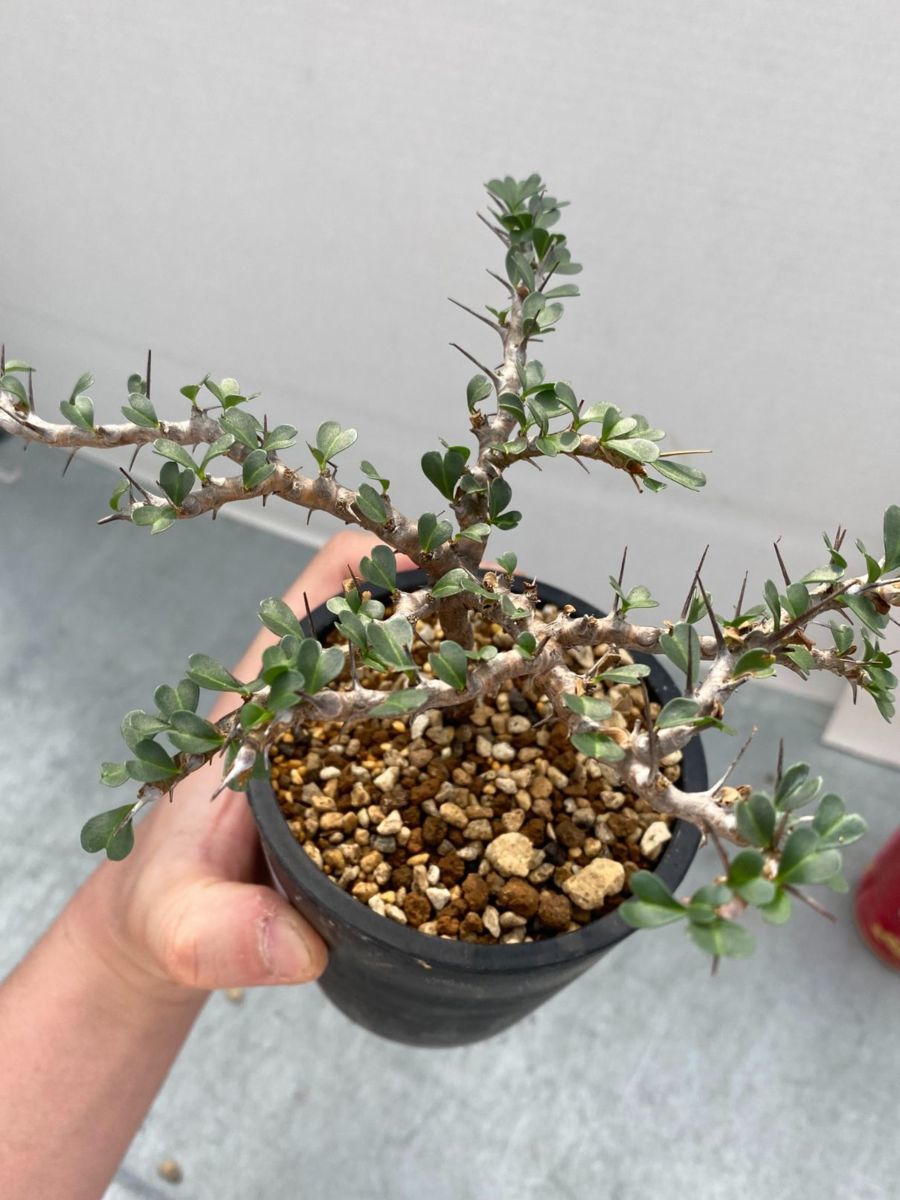 U031 厳選超美形展開株！サルコカウロン バンデリエティアエ現地球