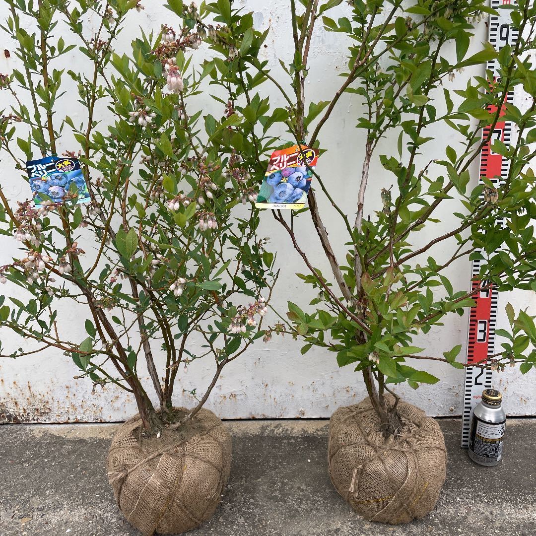 ブルーベリー苗 デライト＆コロンブス 準大苗セット ラビットアイ系 8