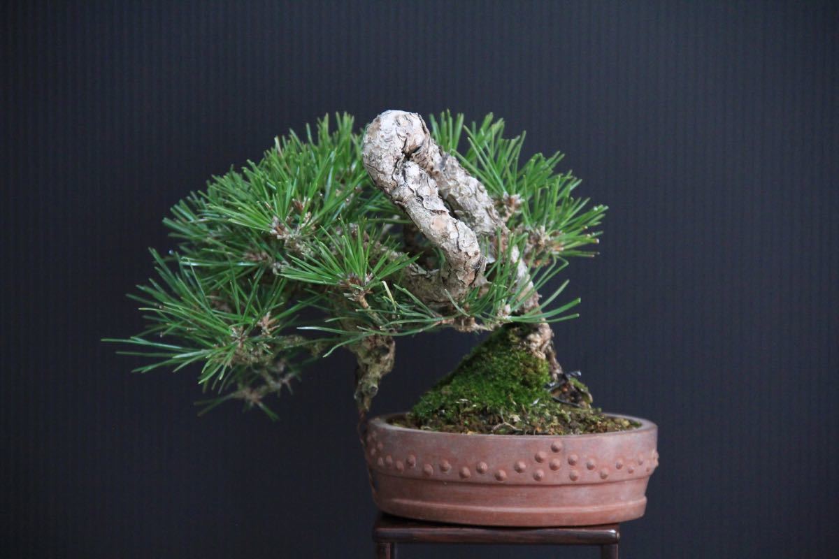 時代物 四国黒松 大品 根あがり盆栽 購入してから41年経過 時代物 四国