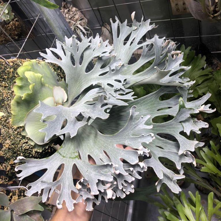 Yahoo!オークション - Taroudayo2014コレクション P. Ginka