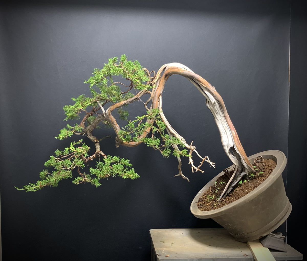 Yahoo!オークション - 《糸魚川真柏》山採り 糸魚川真柏 盆栽 山木 真