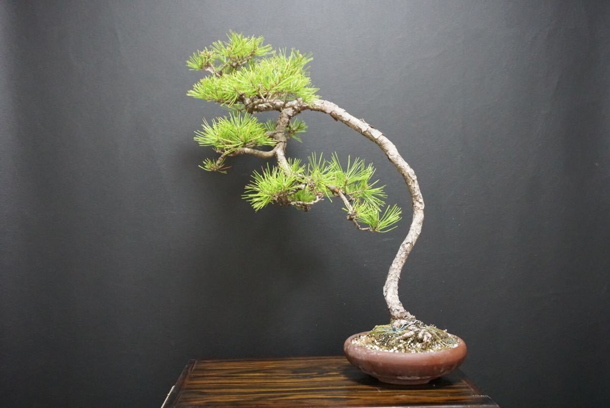 Yahoo!オークション - 《赤松》赤松盆栽 文人 文人木/ 真柏 黒松 五葉