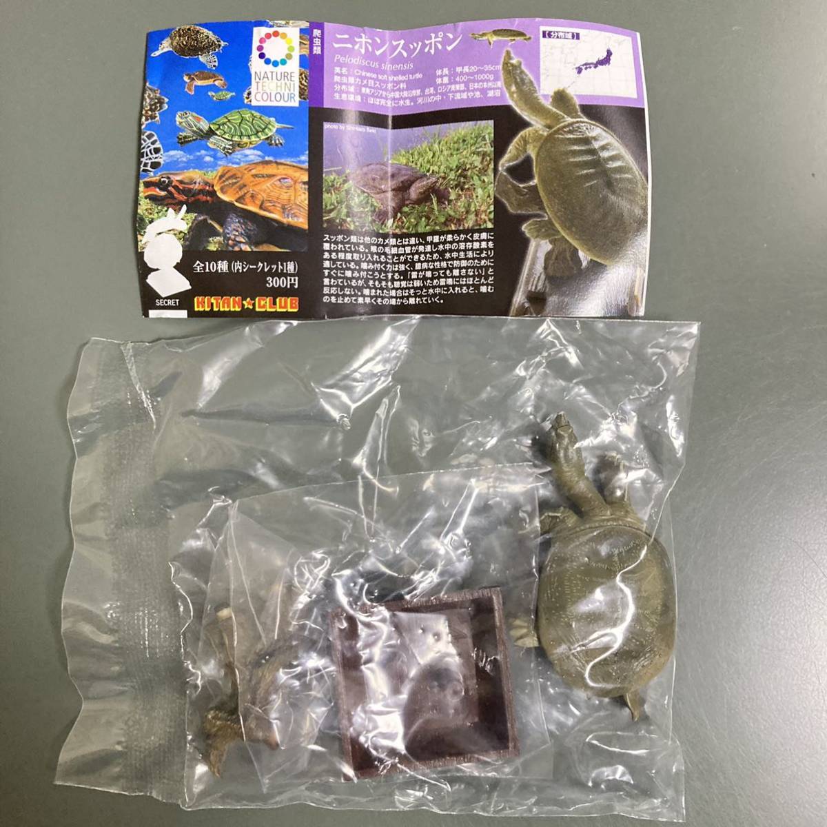 Yahoo!オークション - ネイチャーテクニカラー 日本のカメ ニホンスッ