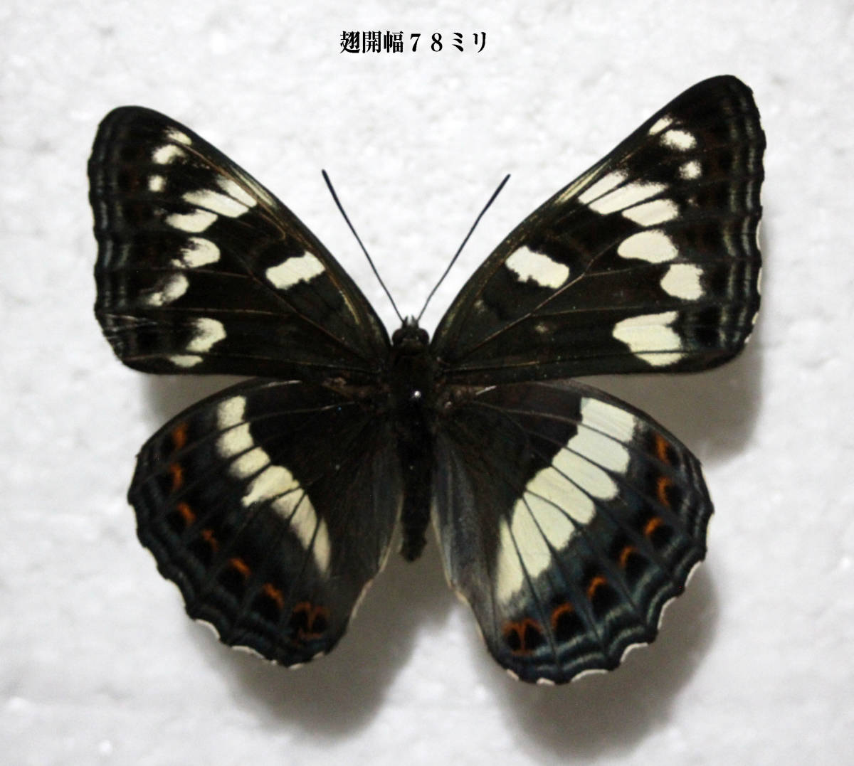 Yahoo!オークション - 蝶標本 オオイチモンジ（北海道南限産・雌雄型）