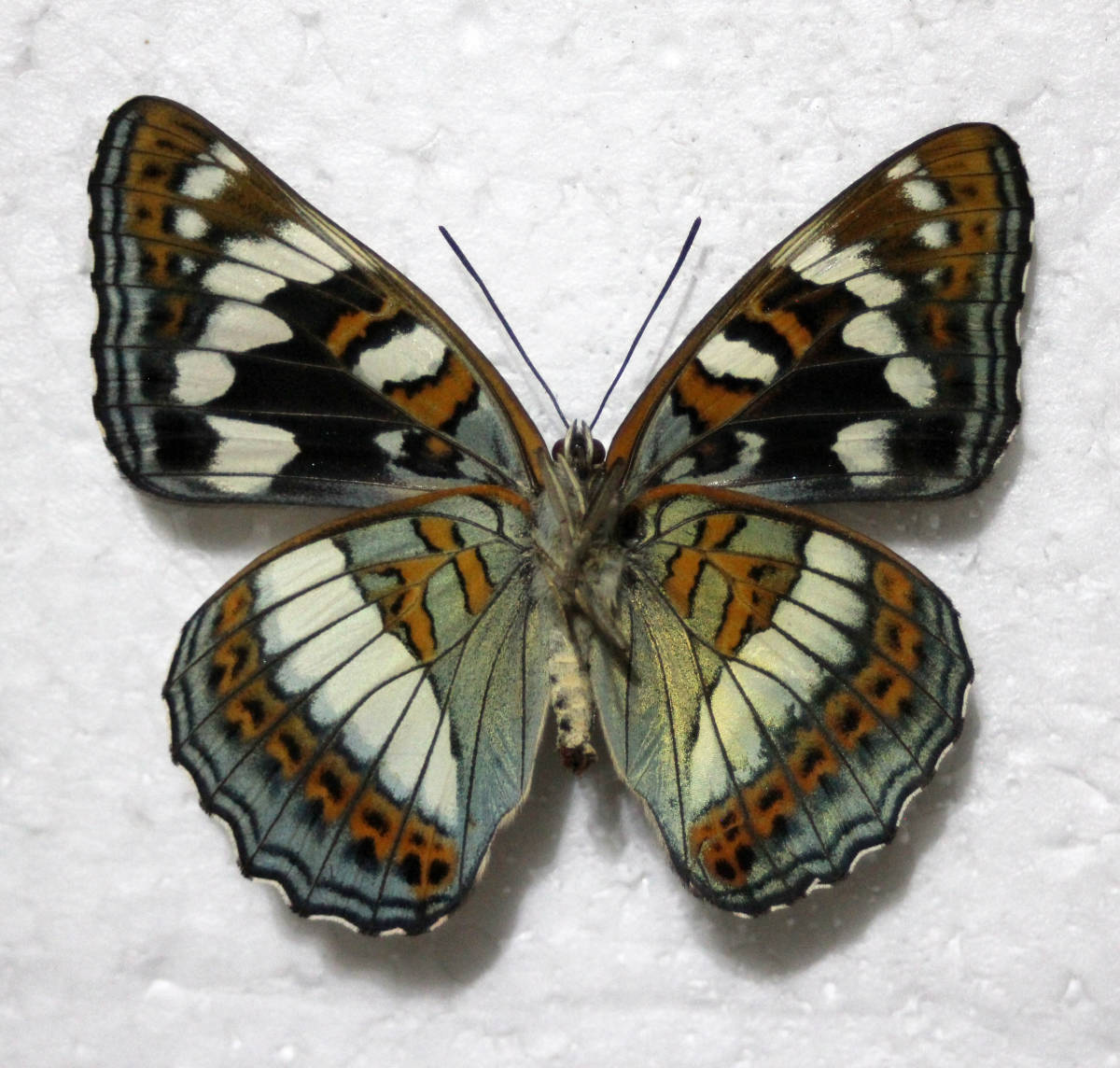 Yahoo!オークション - 蝶標本 オオイチモンジ（北海道南限産・雌雄型）
