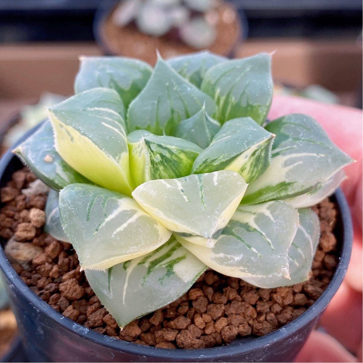 Yahoo!オークション - 【多肉植物/ハオルチア】Haworthia ムチカ錦