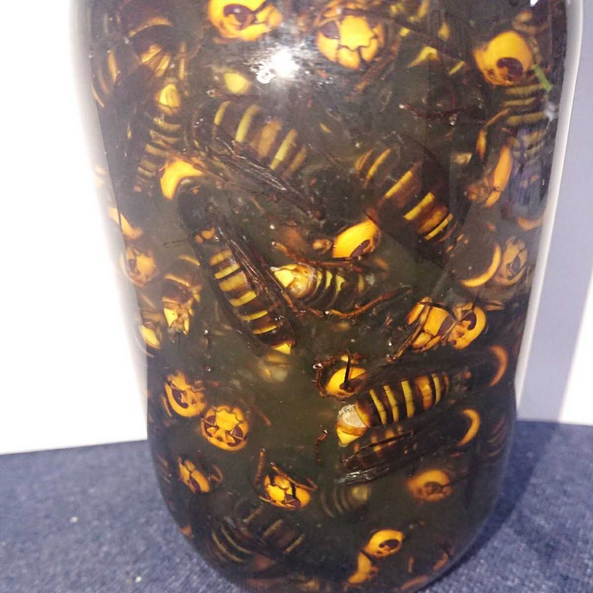 150匹】オオスズメバチ焼酎 150匹】オオスズメバチ焼酎漬け