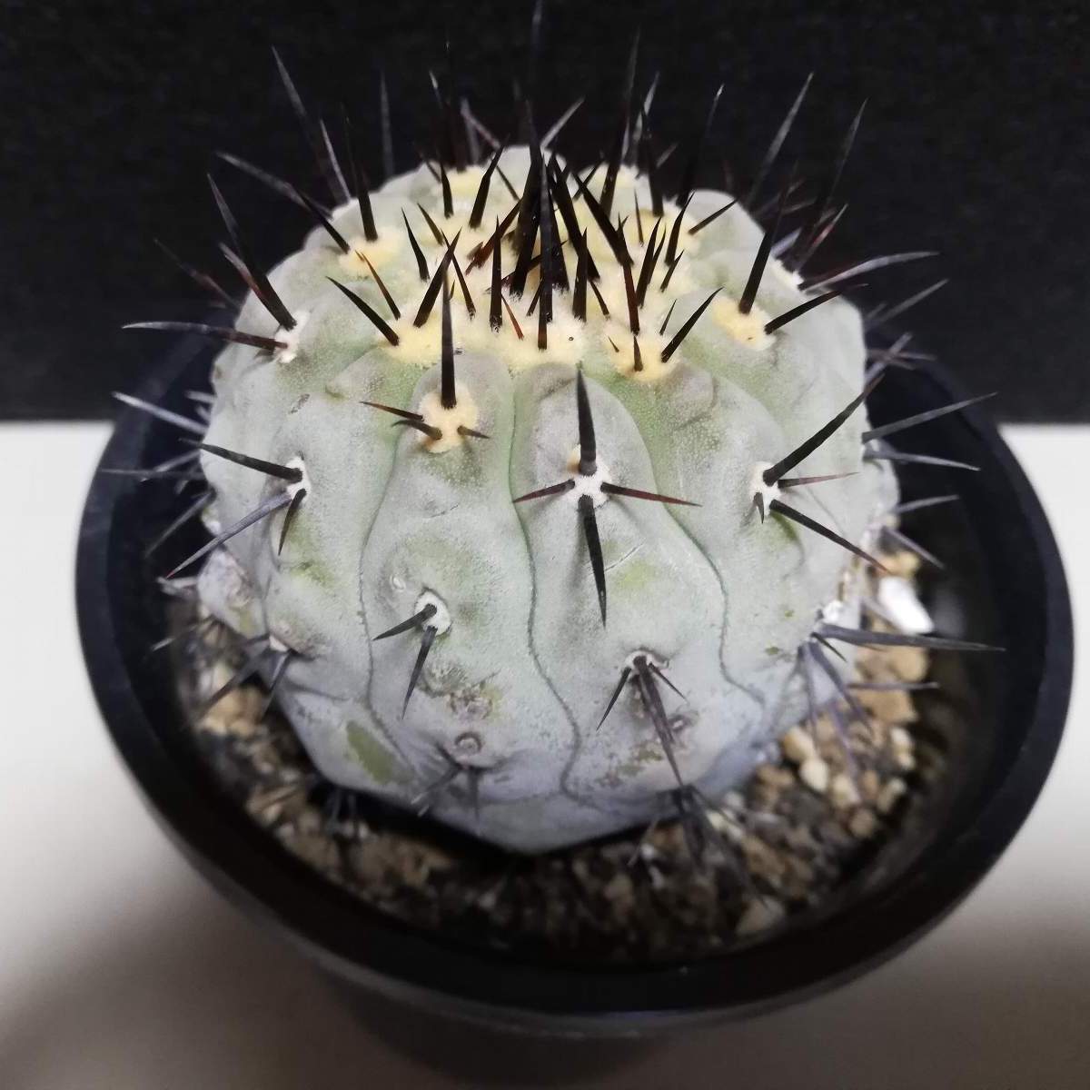 Yahoo!オークション - コピアポア コルムナアルバ 実生 孤竜丸