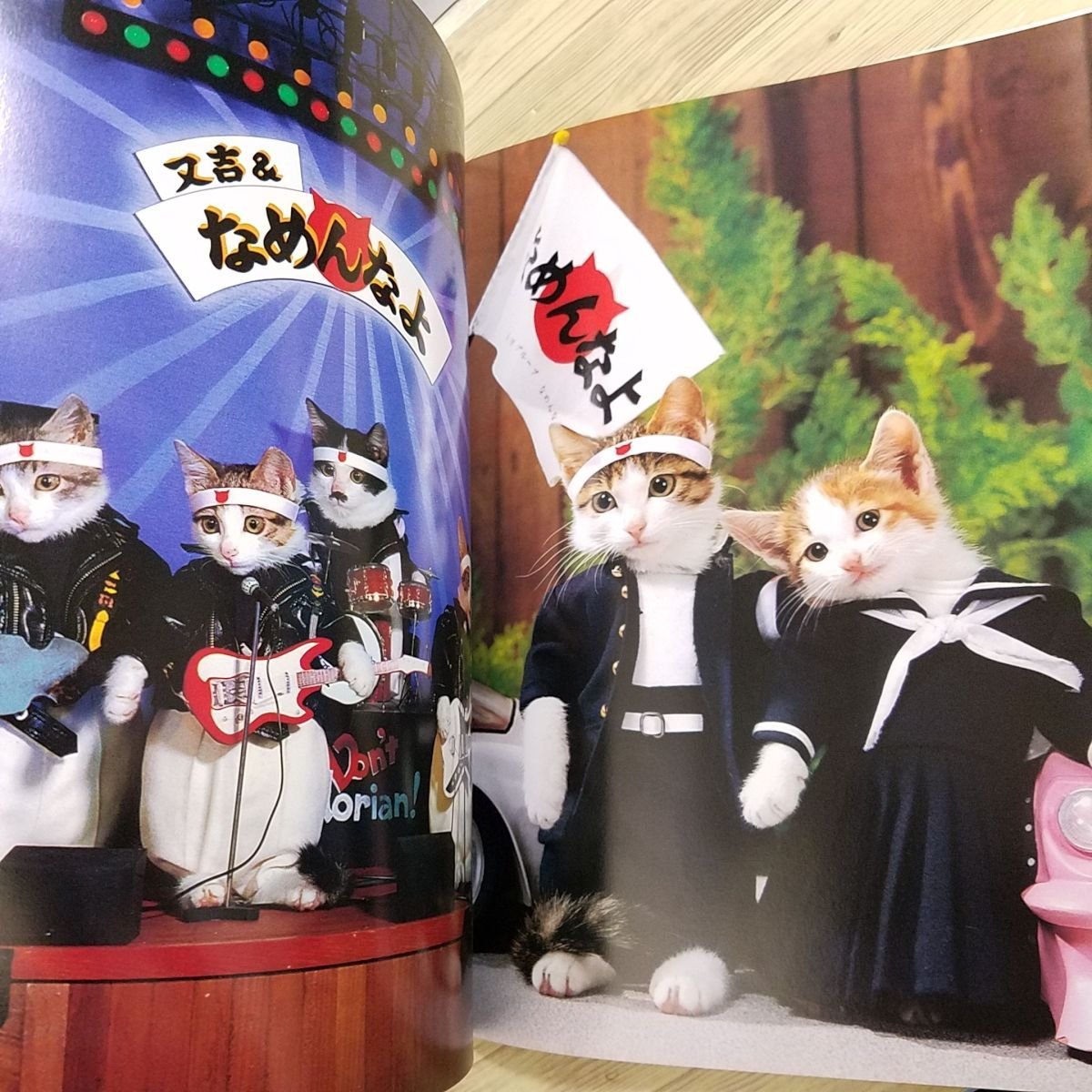 Yahoo!オークション - 動物写真集[なめんなよ 大写真館] 津田覚 なめ猫
