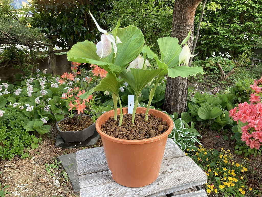 山野草 苗 台湾クマガイソウ 花芽1葉芽1 NO6 台湾クマガイソウ 花1