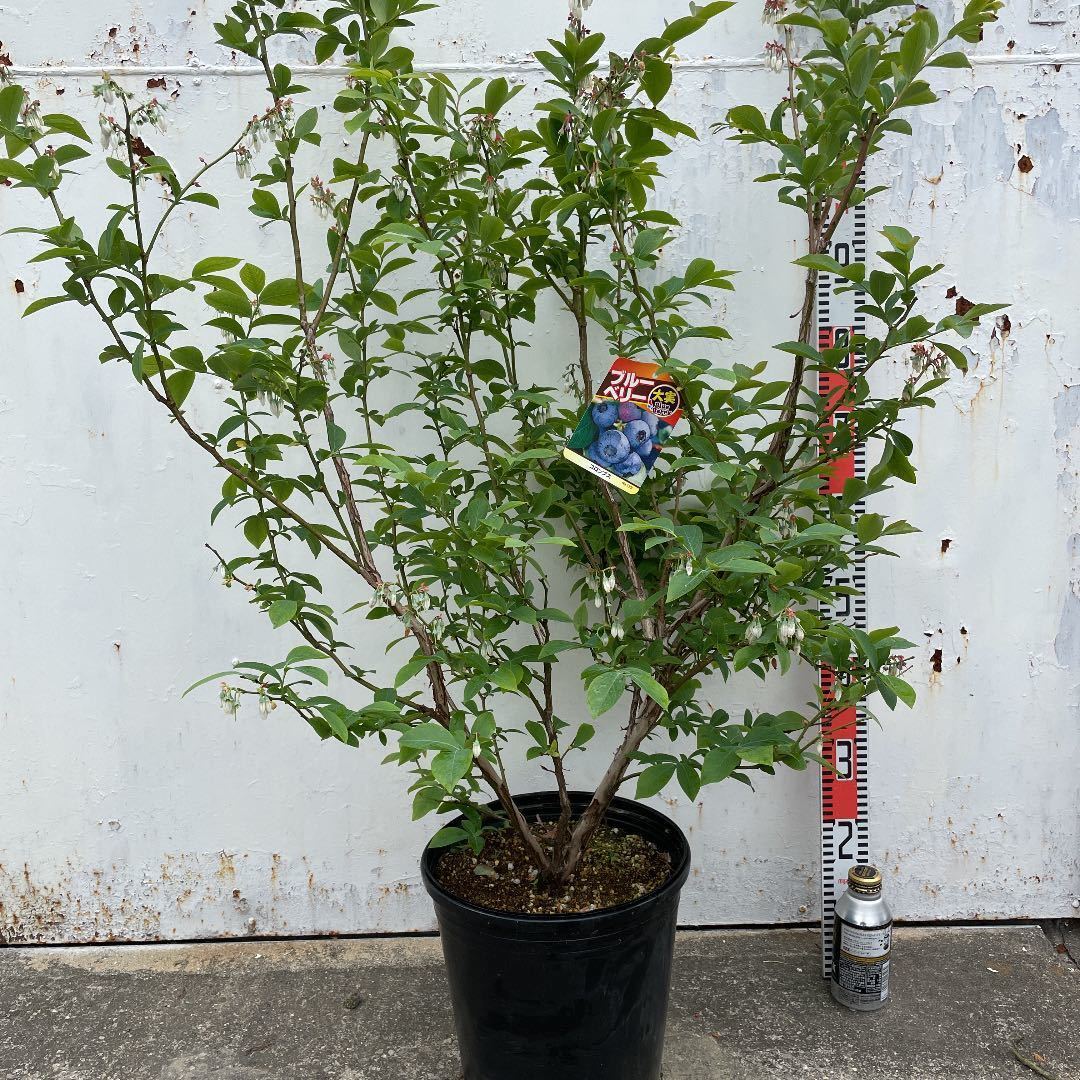 ブルーベリー苗 コロンブス ラビットアイ系 大苗 4年生｜Yahoo!フリマ