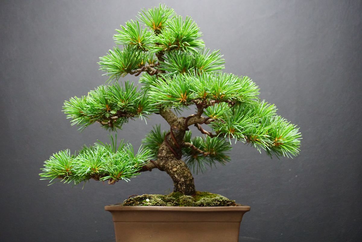 Yahoo!オークション - 《五葉松》五葉松盆栽 五葉松 盆栽 / 真柏 黒松