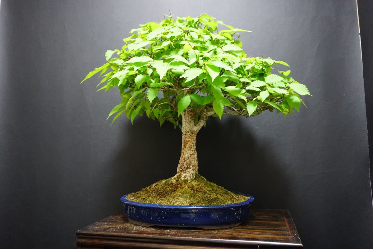 Yahoo!オークション - 《ケヤキ》欅 盆栽 欅盆栽 太幹 / 雑木 楓 紅葉