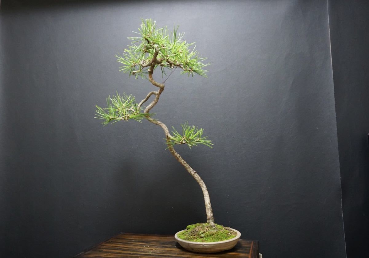 Yahoo!オークション - 《赤松》赤松盆栽 文人 文人木/ 真柏 黒松 五葉