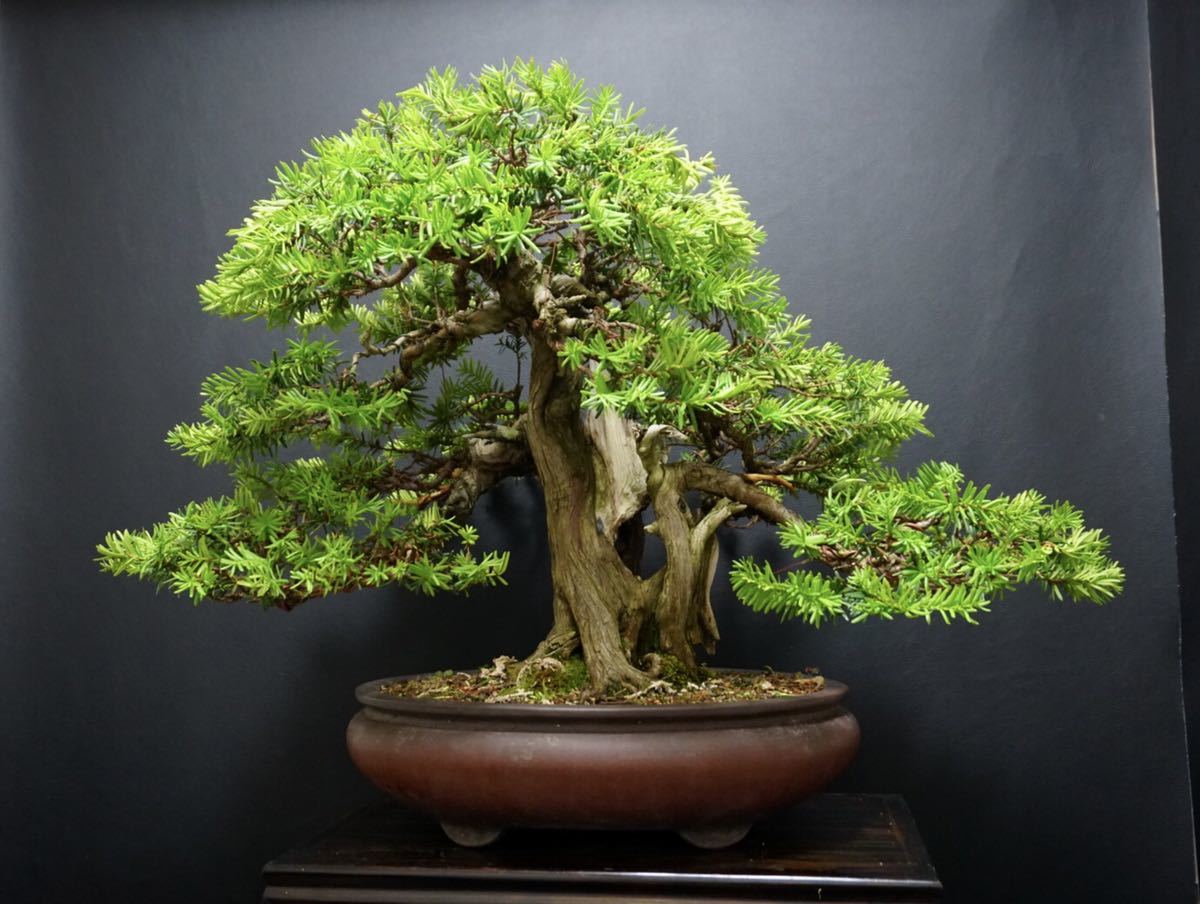 Yahoo!オークション - 《一位》一位盆栽 イチイ 盆栽 シャリ幹 模様木