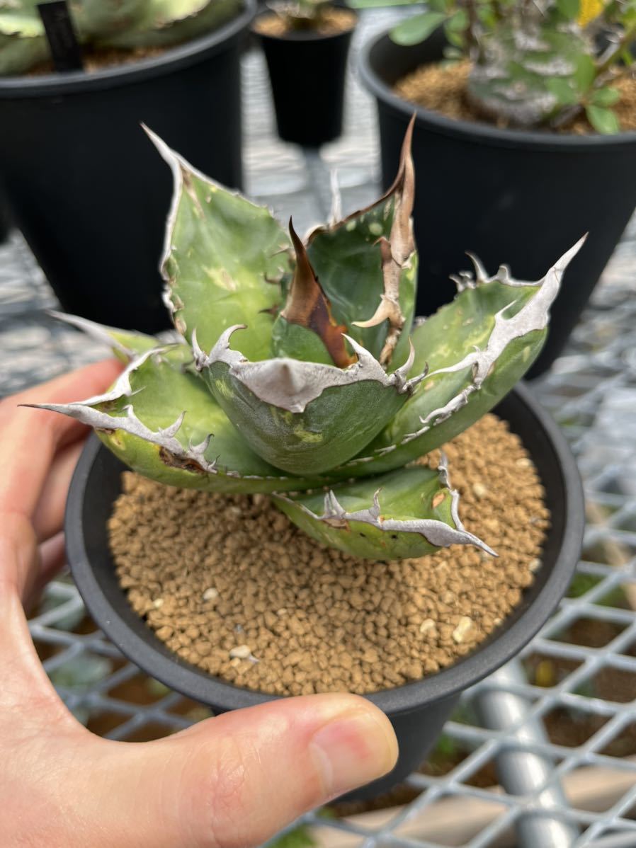 Yahoo!オークション - 【 アガベ オテロイ オアハカ 実生 】チタノタ