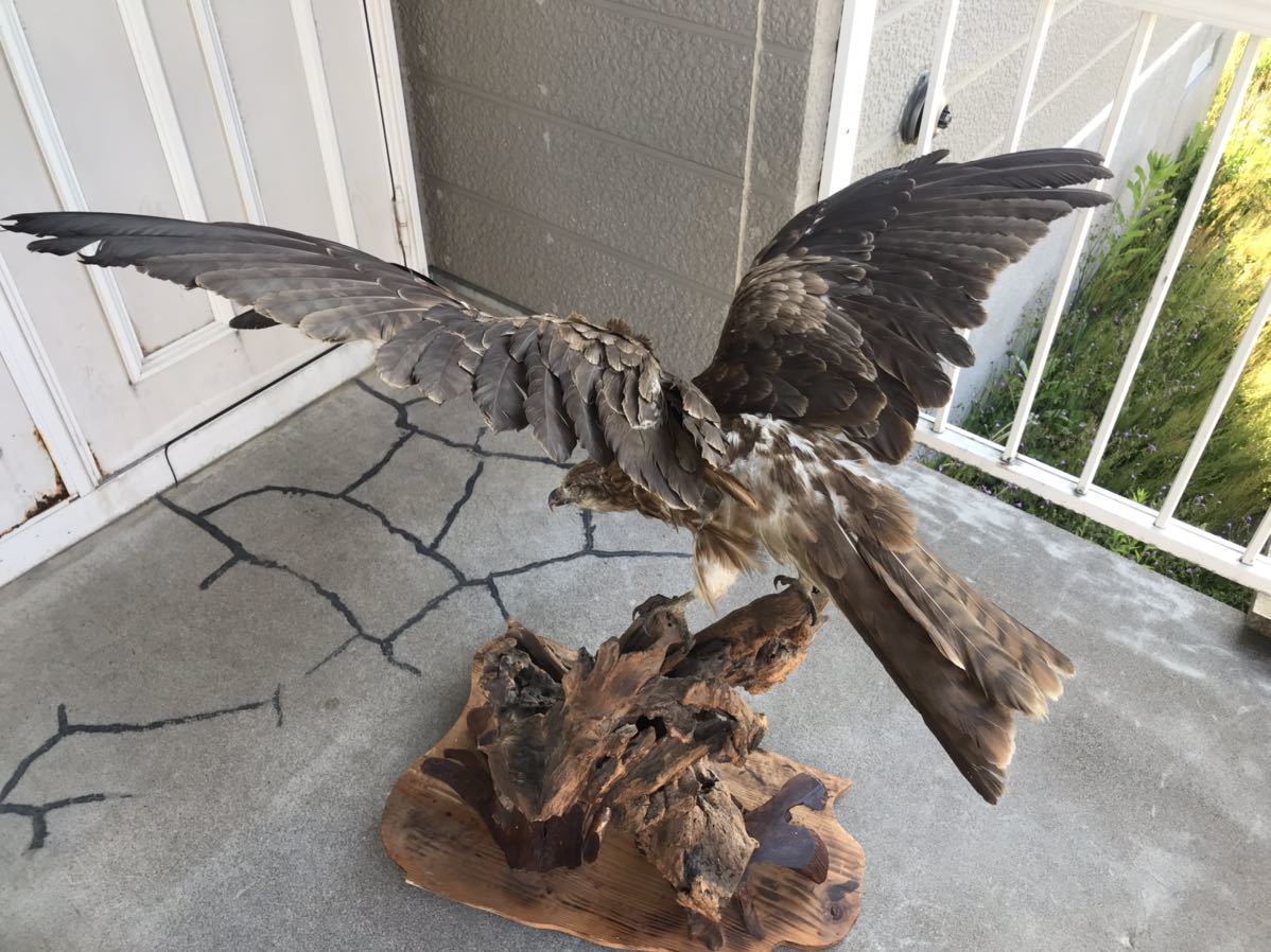 Yahoo!オークション - 鷹の剥製