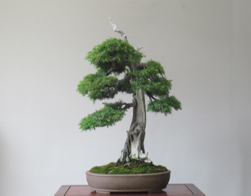 Yahoo!オークション - 「杜松盆栽」シャリ幹天ジン模様木/即展鑑賞向(5