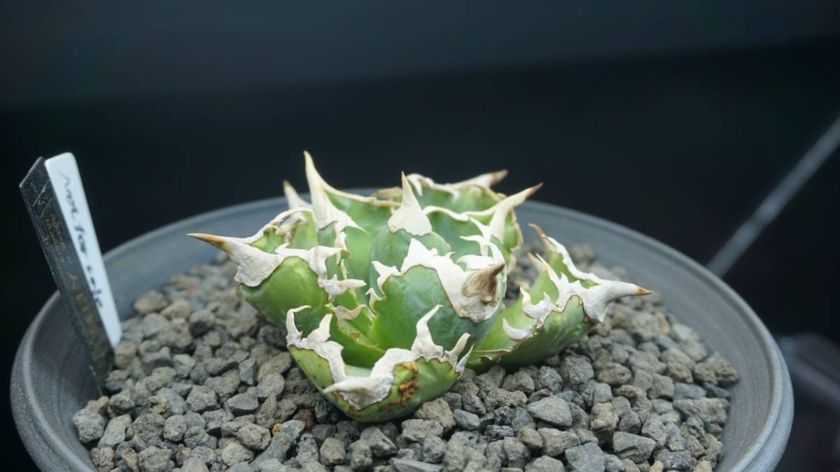 Yahoo!オークション - 大白鯊 Agave titanota ”大白鯊” アガベ チタ