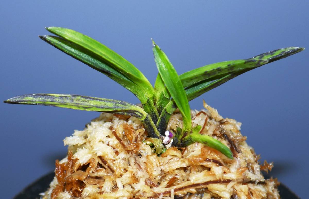 Yahoo!オークション - 蘭遊園 富貴蘭『金牡丹(金紗墨系)』風蘭 春蘭 寒