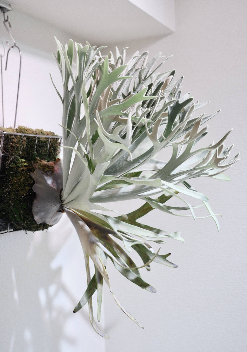 Yahoo!オークション - P.Elsa エルサ F307 Platycerium コウモリラン