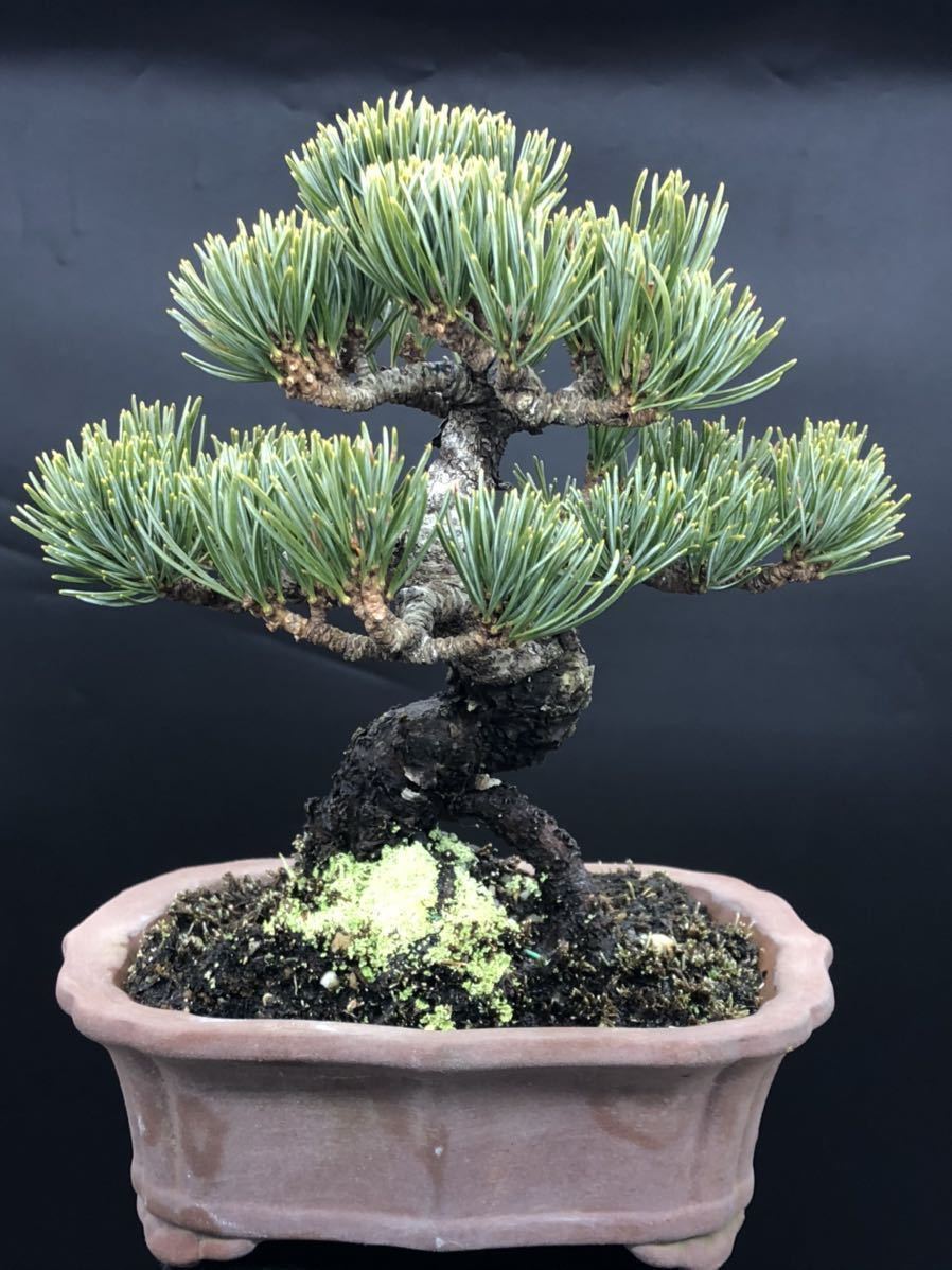 Yahoo!オークション - 【宮島／銀八／大阪松】八房／五葉松／模様木／