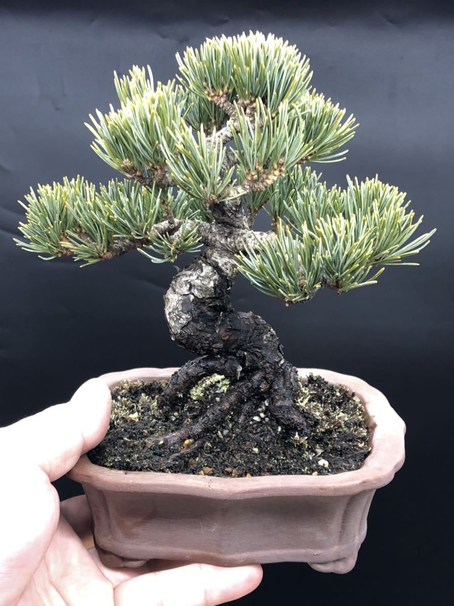 Yahoo!オークション - 【宮島／銀八／大阪松】八房／五葉松／模様木／