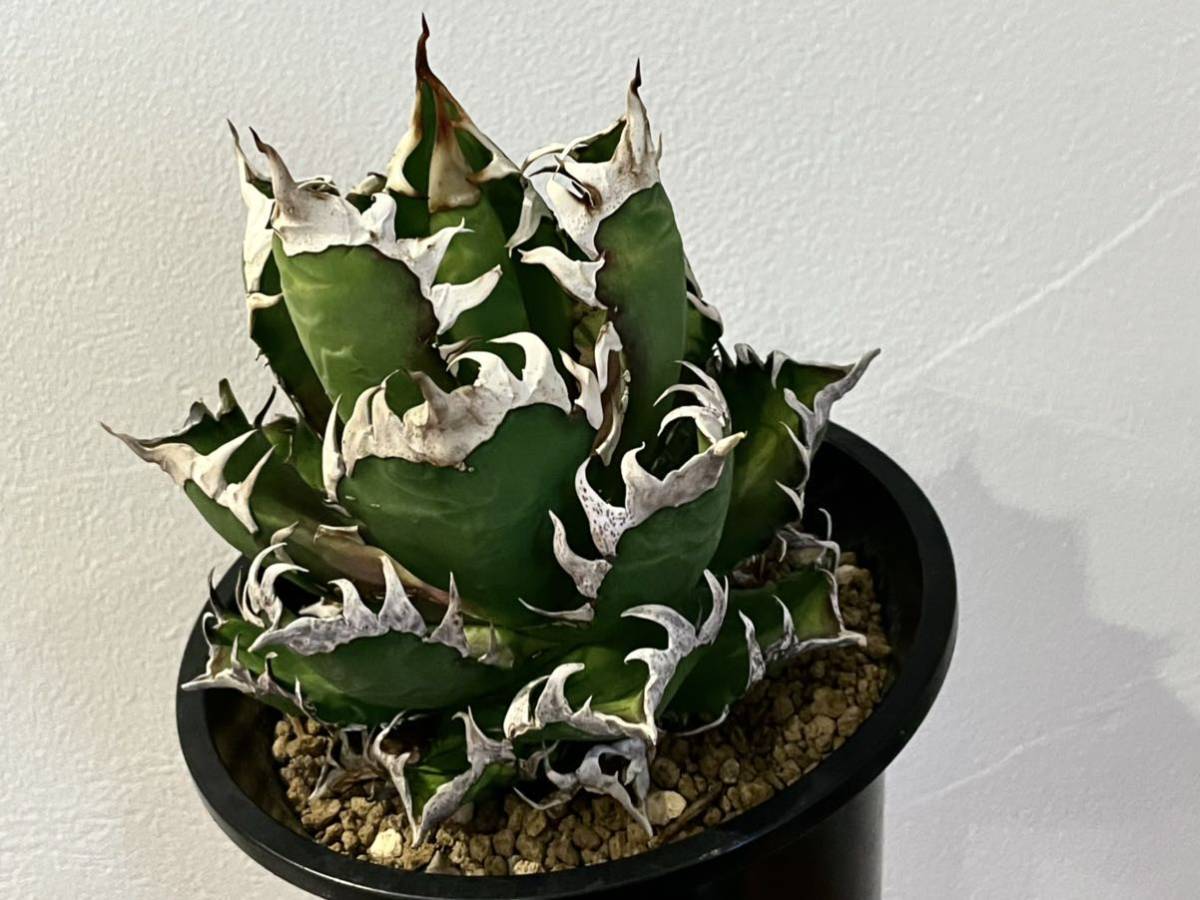 Yahoo!オークション - アガベ チタノタ 裏棘 レッドキャットウィーズル